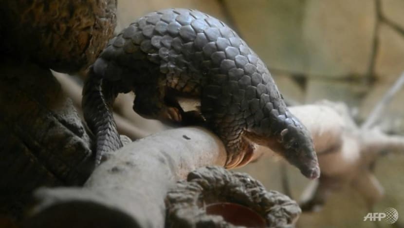 China says illegal hunting and trading of wild animals will be severely punished China says illegal hunting and trading of wild animals will be severely punished