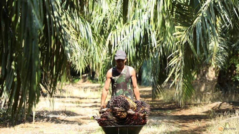 Malaysia labour crunch cost palm oil sector $2 billion between Jan-May