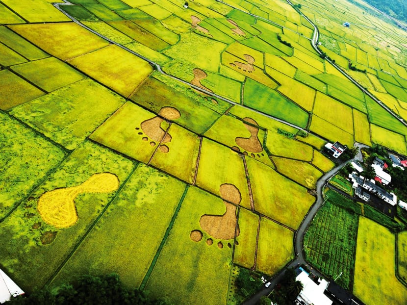 Aerial shots of 
the famous 
“big foot” wheat fields of Hualien county in Beyond Beauty: Taiwan From Above.