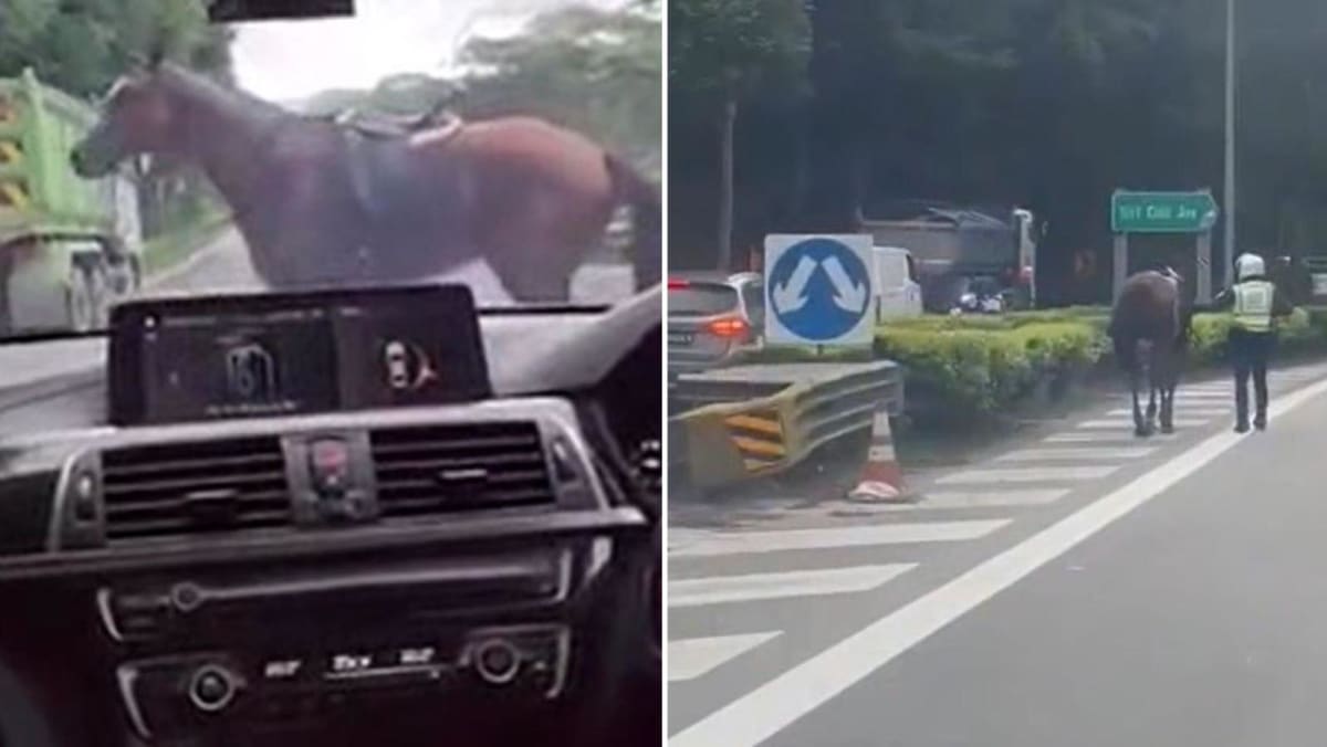 Horse viewed galloping on BKE securely returned
