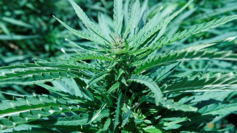 BAT looks beyond tobacco to Canadian marijuana BAT looks beyond tobacco to Canadian marijuana
