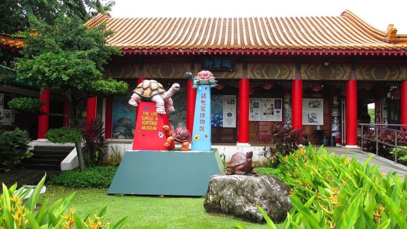 Singapore's only turtle and tortoise museum to relocate to Yishun in 2019 Singapore's only turtle and tortoise museum to relocate to Yishun in 2019