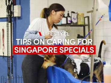 This chef-turned-dog groomer has a special place in her heart for Singapore Specials | CNA Lifestyle