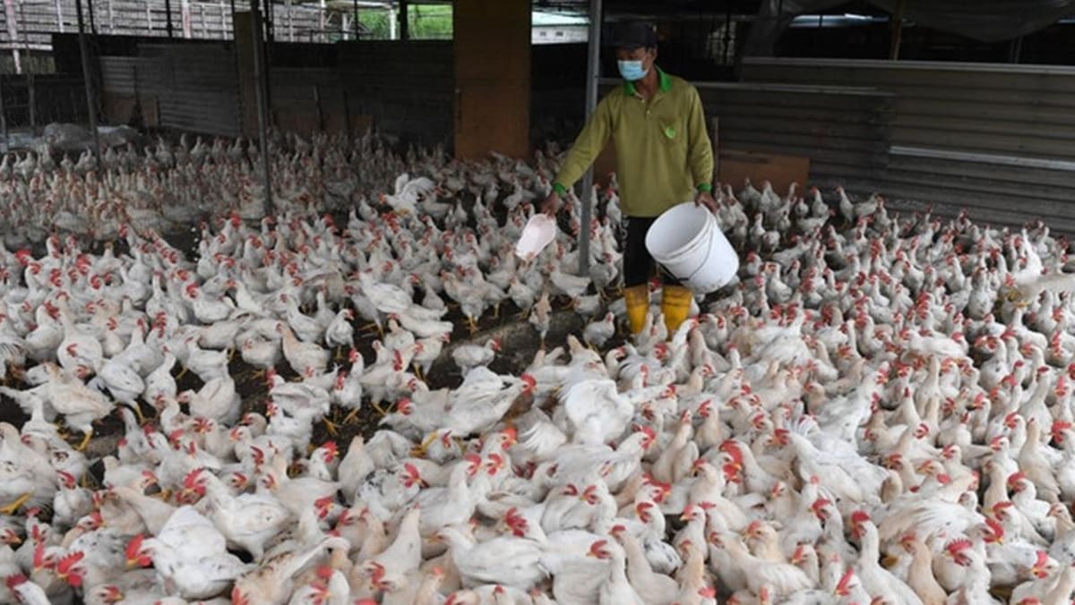 Malaysia’s agriculture ministry to expedite subsidy payments to chicken breeders to ensure domestic supply