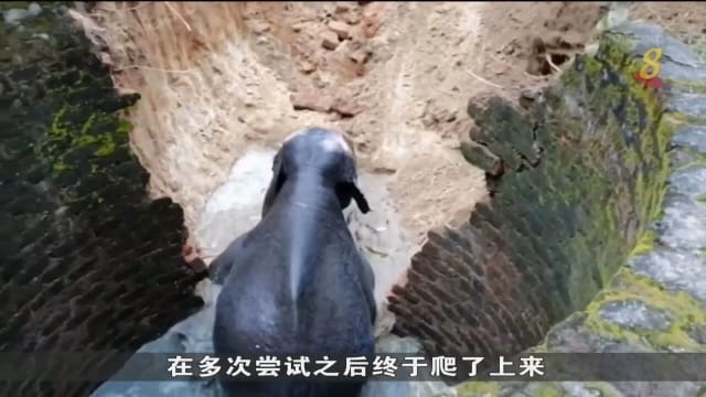 斯里兰卡野象误闯民宅 跌入12米深水井