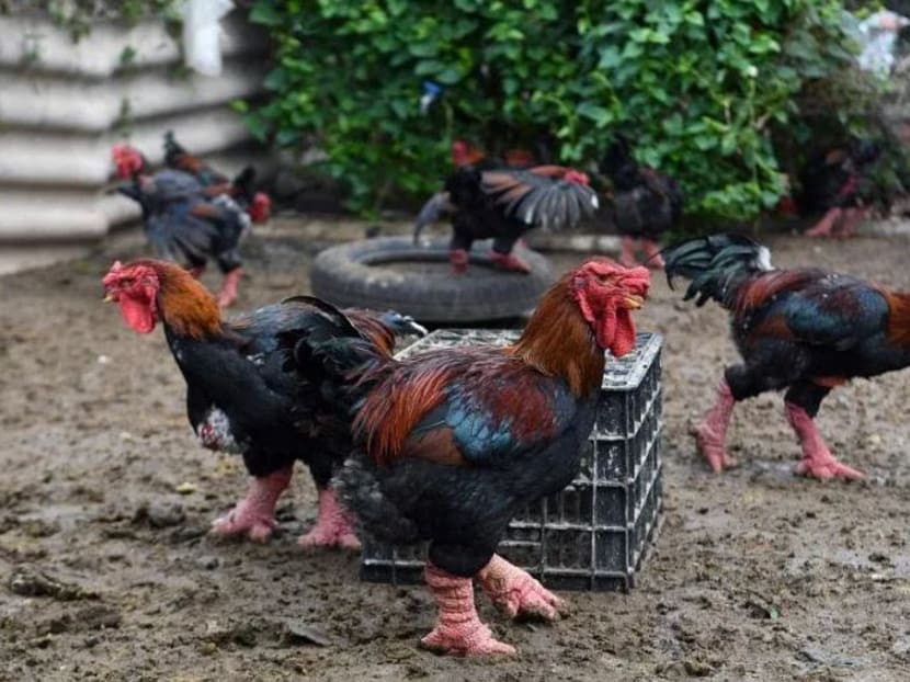 Giant legs of Vietnam's 'dragon chicken' a Lunar New Year delicacy TODAY