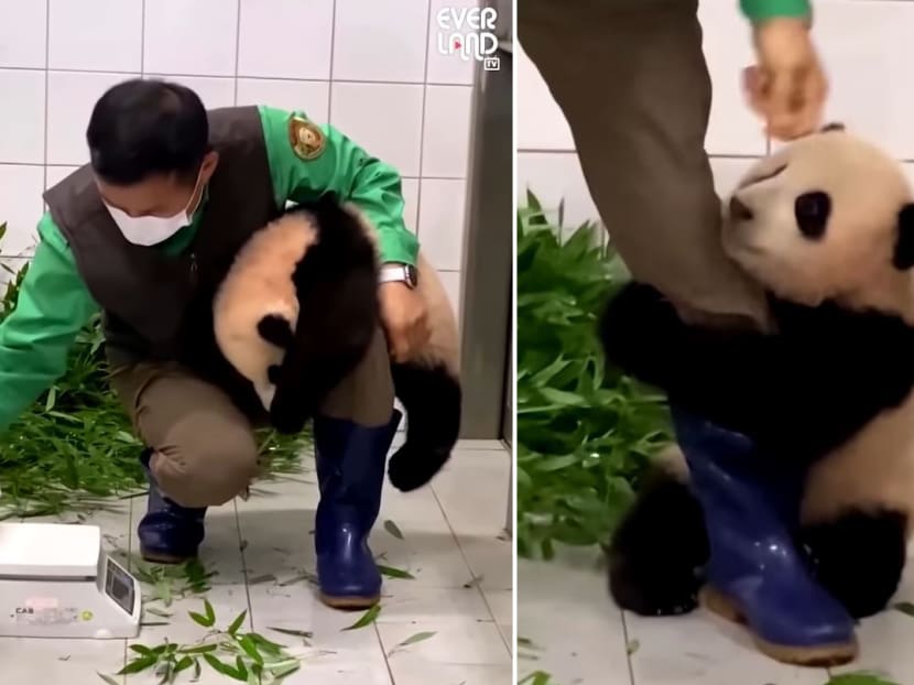 In the viral clip the zookeeper weighs little Fu Bao on a scale and then places the baby panda on the floor in an enclosure at the Everland Zoo near Seoul. But it seems the six-month-old cub — whose name means "a treasure that gives happiness" — does not want to be separated from her keeper.
