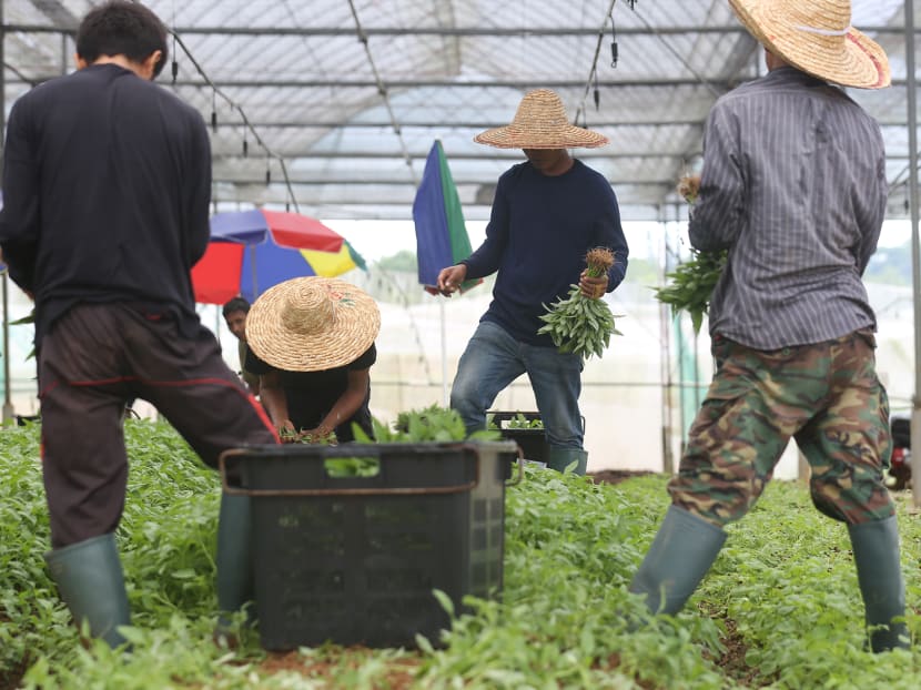 Workers harvesting vegetables at Yili Vegetation and Trading in a remote area of Lim Chu Kang on Wednesday (March 18). In recent weeks, in light of the Covid-19 outbreak, images of empty supermarket shelves here have turned the spotlight on the island’s food security — an esoteric concept for many but one that has worried authorities and academics for decades.