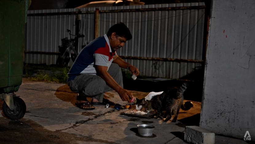 stray animals migrant workers feeding uncle ramesh