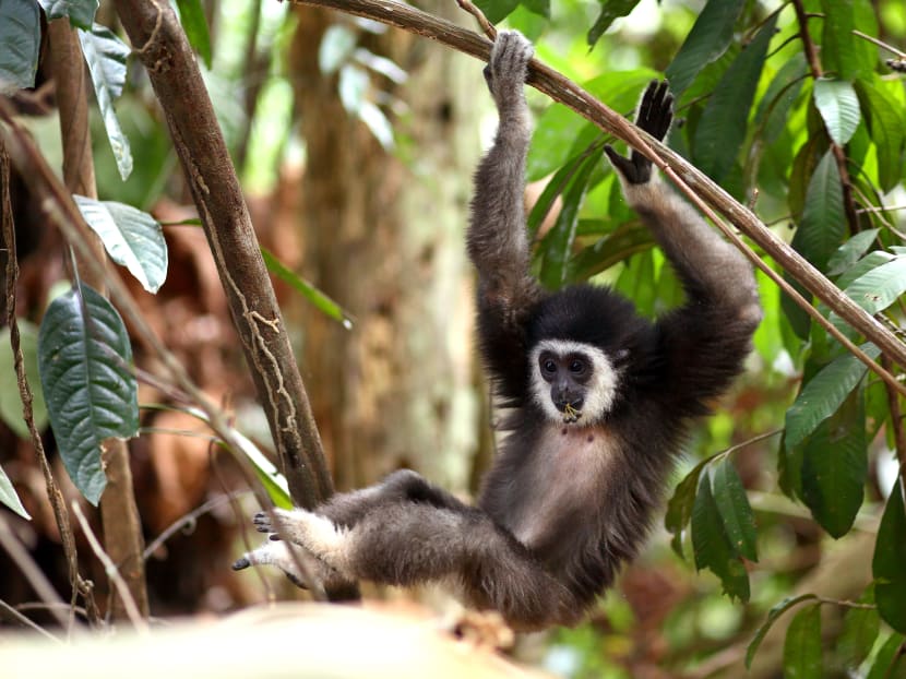 Poaching for the wildlife trade, along with habitat loss, is the principal threat pushing gibbons and other Malaysian species onto the endangered list. For every gibbon that has become a pet, 239 other gibbons will die along the way. Poaching for the wildlife trade, along with habitat loss, is the principal threat pushing gibbons and other Malaysian species onto the endangered list. For every gibbon that has become a pet, 239 other gibbons will die along the way.