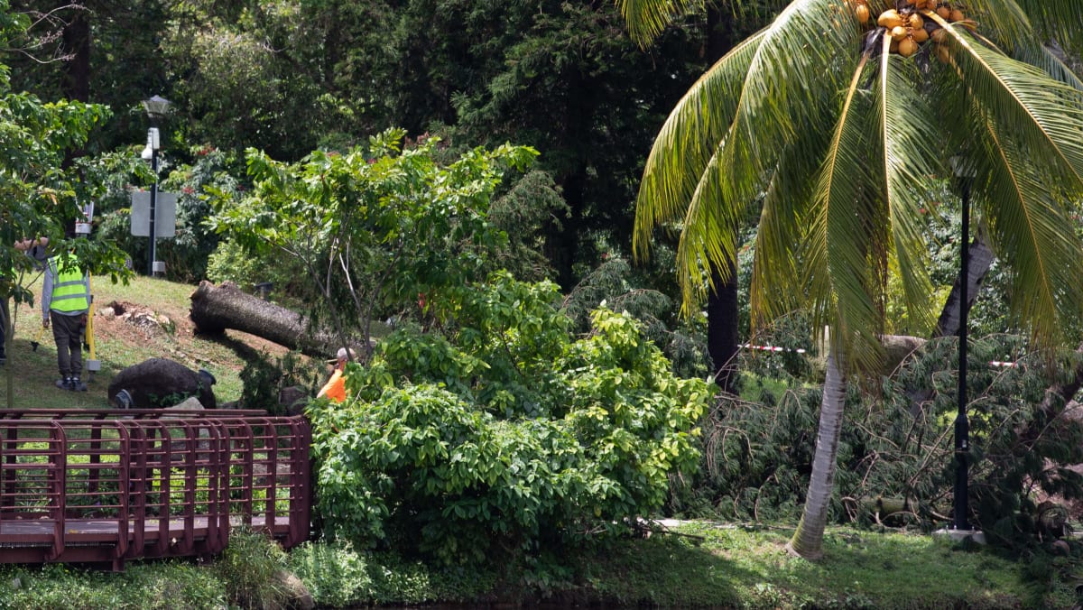 Tree That Fell And Killed Woman At Marsiling Park Had Termite