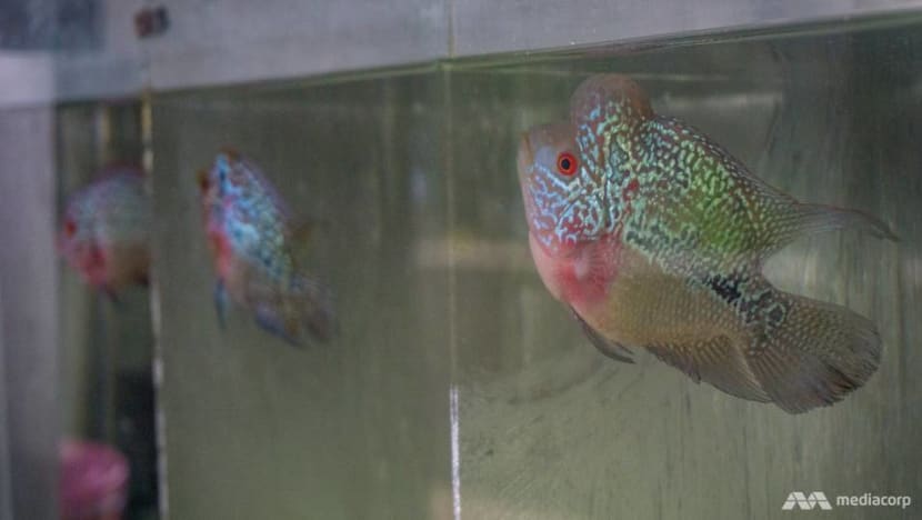 Catfish, betta and flower horn: How COVID-19 spawned interest in fish keeping among Indonesians