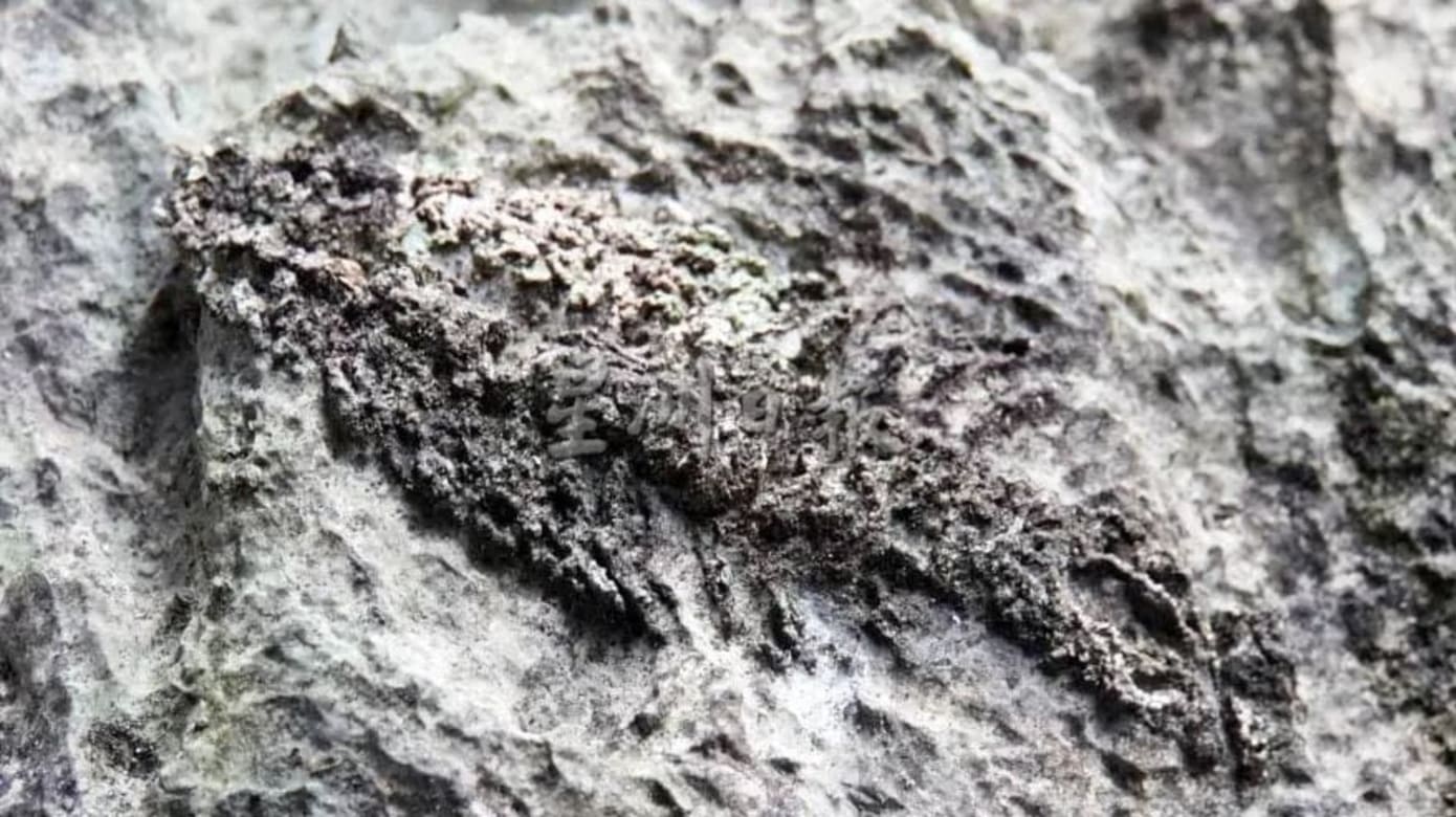 民间组织早年已发现但保密 马国发现三叶虫化石