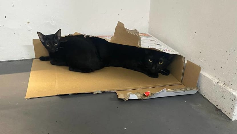 Woman fined for abandoning 4 cats fearing they could spread COVID