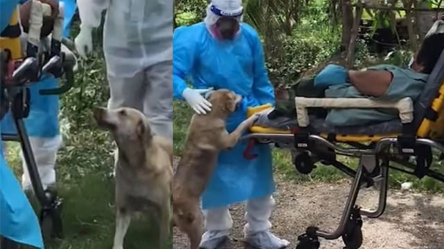 主人疑染冠病被送医 泰国忠犬依依不舍欲伴随