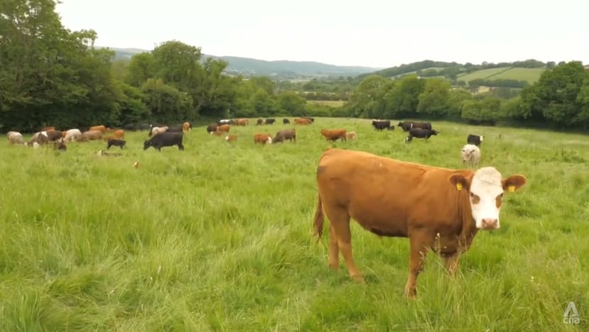 Growing concern among UK farmers of competition from cheaper, lower quality imports under new trade deal