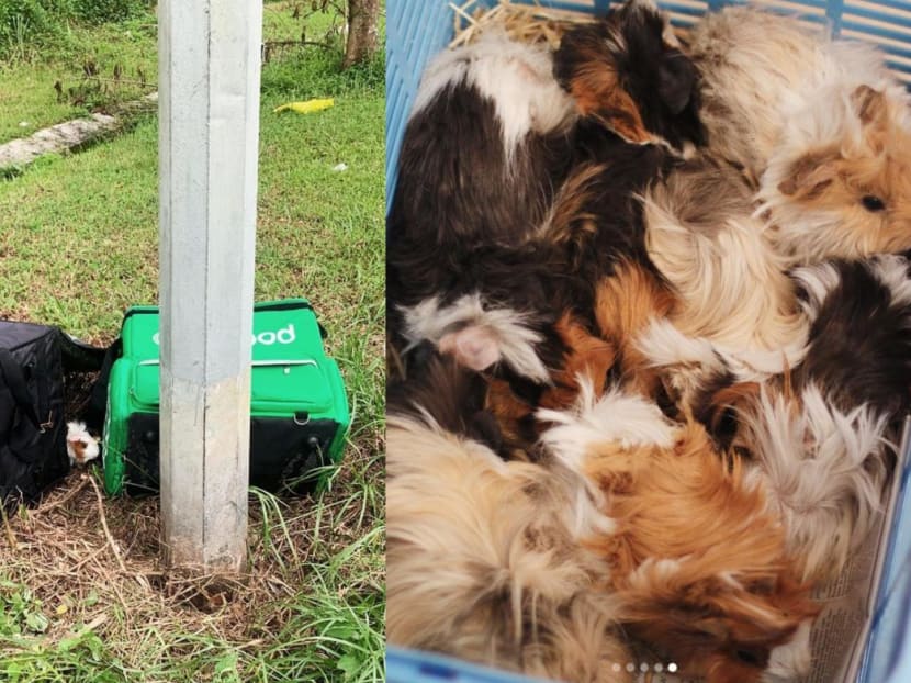 Someone found 15 guinea pigs in food thermal bags thrown along Sungei Tengah Road.