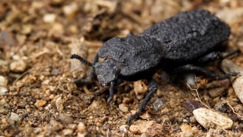 Can't crush this: Beetle armour gives clues to tougher planes