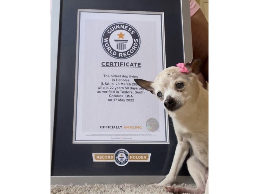 Pebbles, a toy fox terrier, next to a Guinness World Record certificate for oldest living dog.