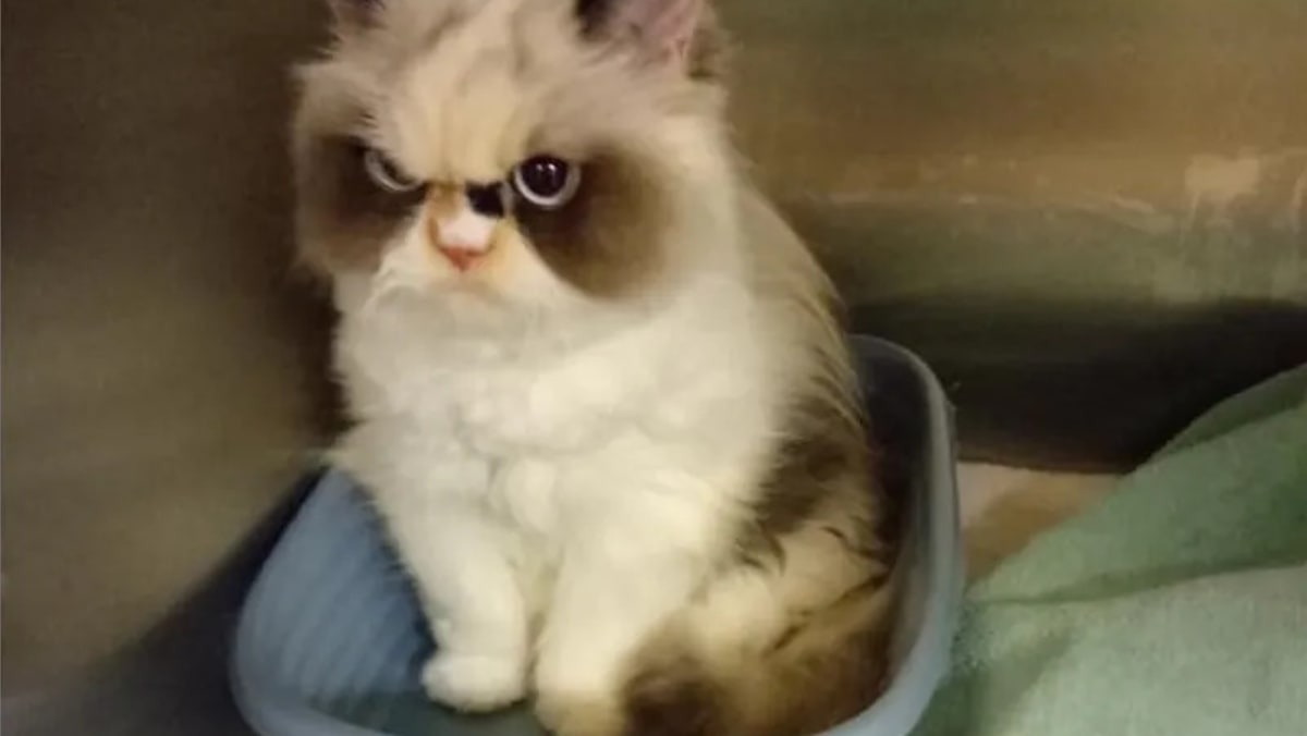 Frown cat