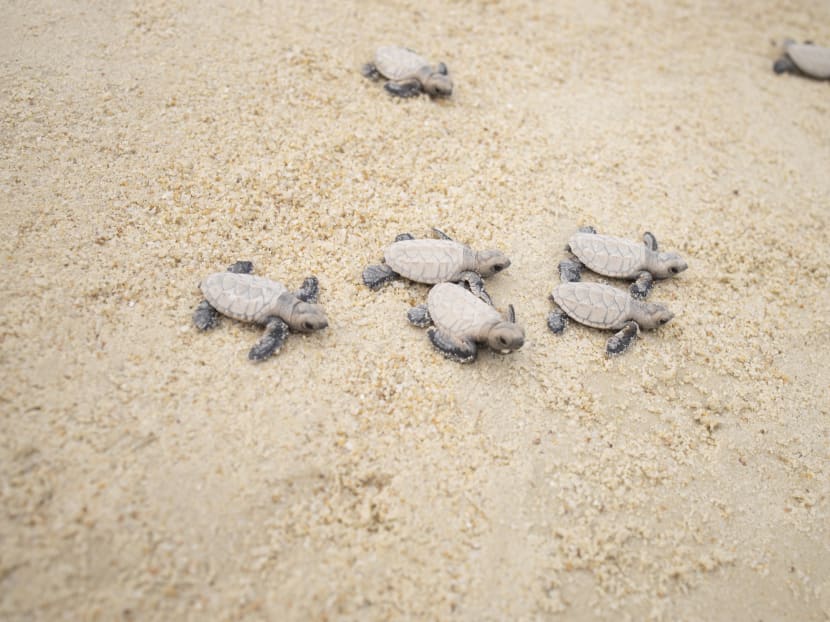 100 hawksbill turtles released into the sea after rare hatching on Sentosa