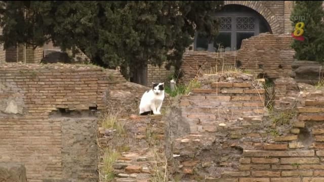 意大利2月17日庆祝猫节