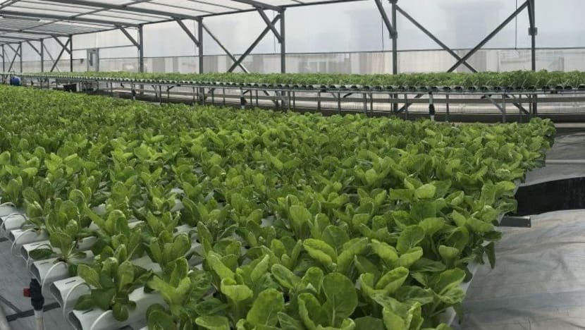 New accreditation scheme being developed to ensure local farms produce pesticide-free vegetables New accreditation scheme being developed to ensure local farms produce pesticide-free vegetables