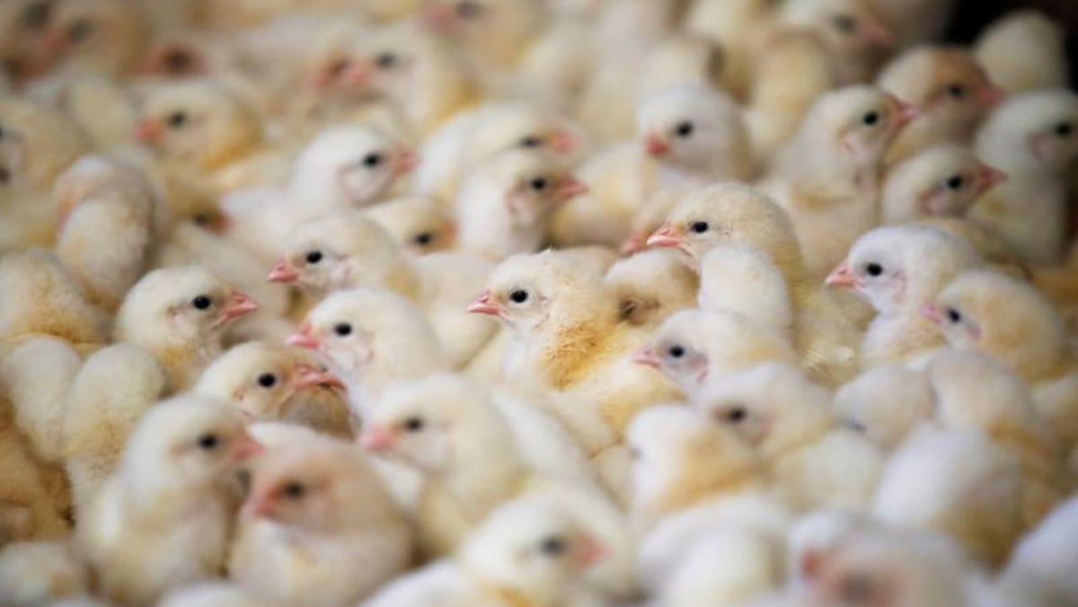 Peningkatan langka flu burung membuat krisis terburuk yang pernah ada di Prancis
