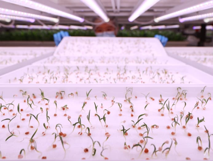 Big Read Hightech but low returns, farming in Singapore faces a time of reckoning