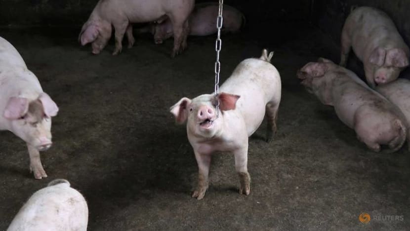 New China swine fever strains point to unlicensed vaccines New China swine fever strains point to unlicensed vaccines