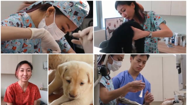 “为帮助没人帮的动物” 成为SPCA唯一一名全职兽医 