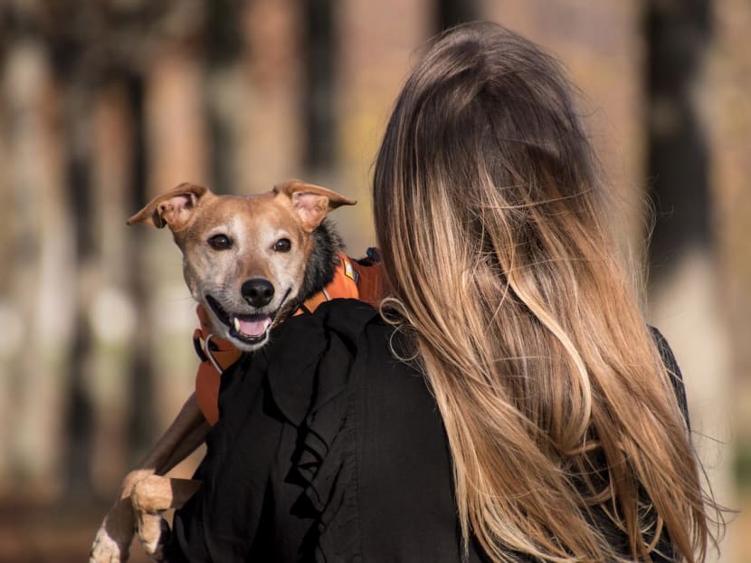 The authors said that a pet is a lifetime commitment, and it is important to consider all factors before taking on this responsibility. The authors said that a pet is a lifetime commitment, and it is important to consider all factors before taking on this responsibility.