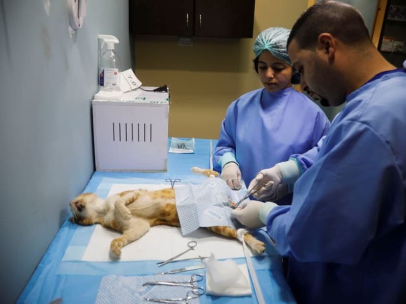 Pets enjoy some pampering in Palestinian clinic Pets enjoy some pampering in Palestinian clinic