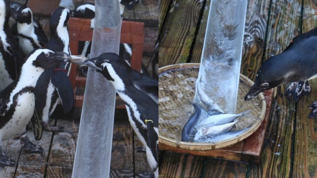抢夺画面像在决战　日本水族馆举办企鹅“流水竹䇲鱼”活动