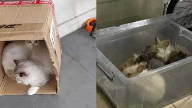 今年遭丢弃宠物大增 动保组织：养宠物并非买玩具