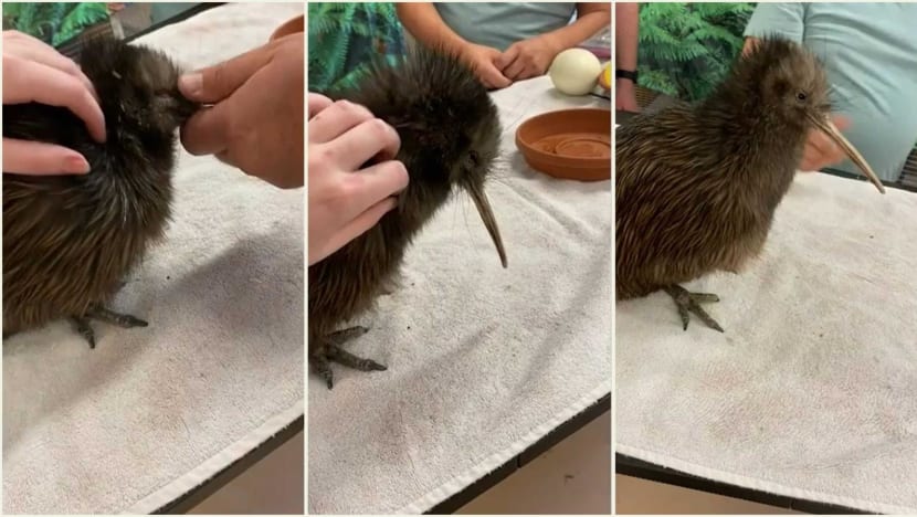 ‘We have offended a nation’: Miami zoo apologises after kiwi encounter angers New Zealanders