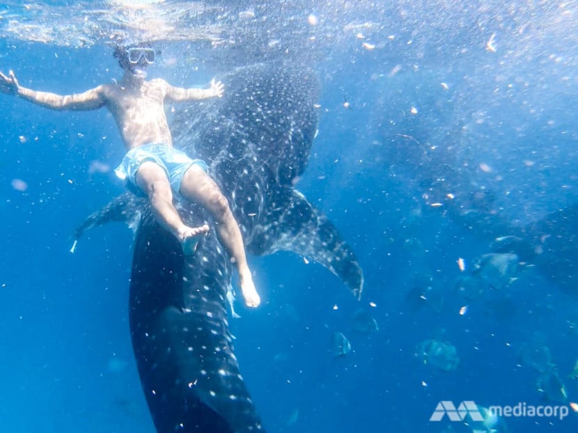 Whale shark selfies in the Philippines' seaside 'theme park': A tourist experience that's out of control?