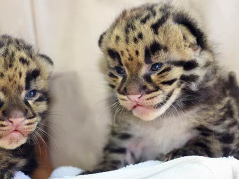 Two clouded leopard kittens born in Miami zoo