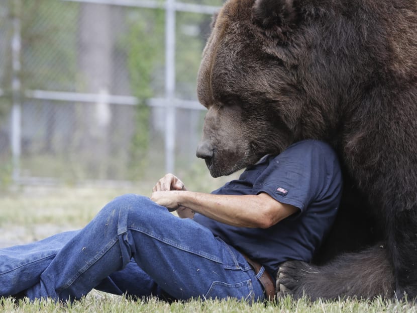 Jim Kowalczik plays with Jimbo, a Kodiak bear, at the Orphaned Wildlife Center in Otisville, New York, in September 2016. Photo: AP