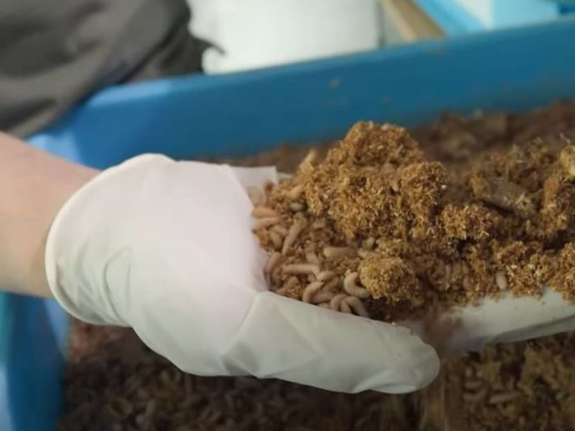 Don't squash it: Insects are helping to combat Singapore's food waste problem