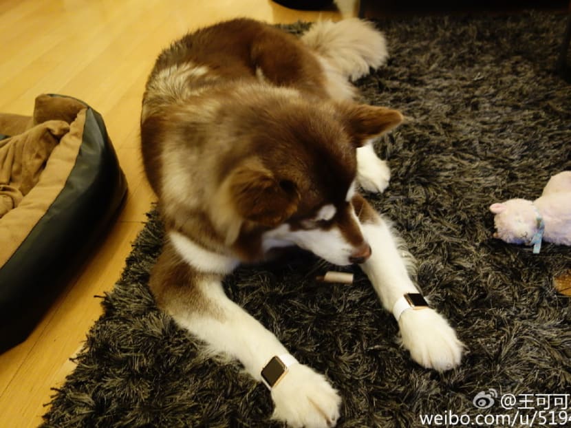 Gallery: Son of China’s richest man buys two gold Apple Watches for his dog