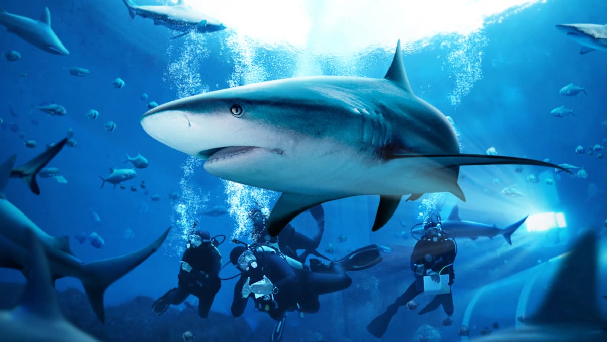 Guardians of the deep: How you can make a difference to shark