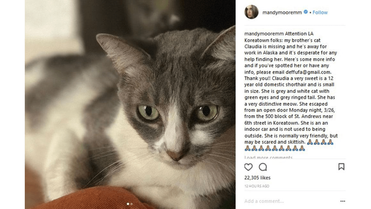 Mandy Moore appeals for fans to help find missing cat 8days