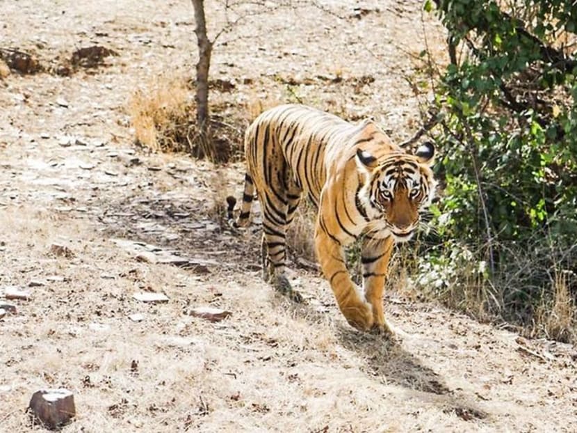 The heart-stopping experience of tracking tigers in Rajasthan