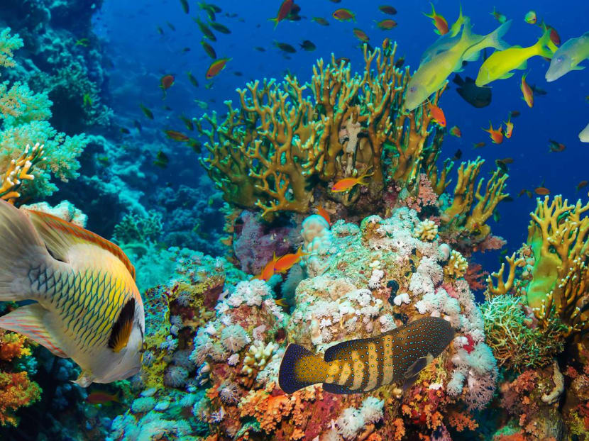 5 Sea-riously Cool Things You Didn’t Know You Could Do Underwater at ...