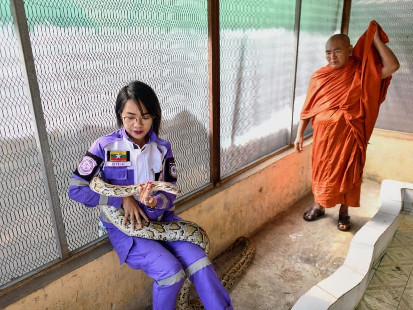 This photo taken on January 12, 2023 shows snake catcher Shwe Lei with a snake at the Buddhist monastery in Mingalardon Township in Yangon