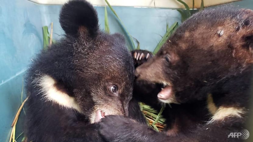 Asiatic black bear cubs rescued in remote Laos Asiatic black bear cubs rescued in remote Laos