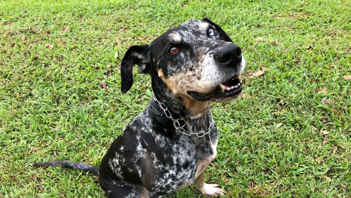 Cruel or useful Dog owners trainers and vets offer varying views