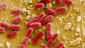 Harmful pollution boosting superbug 'silent pandemic'