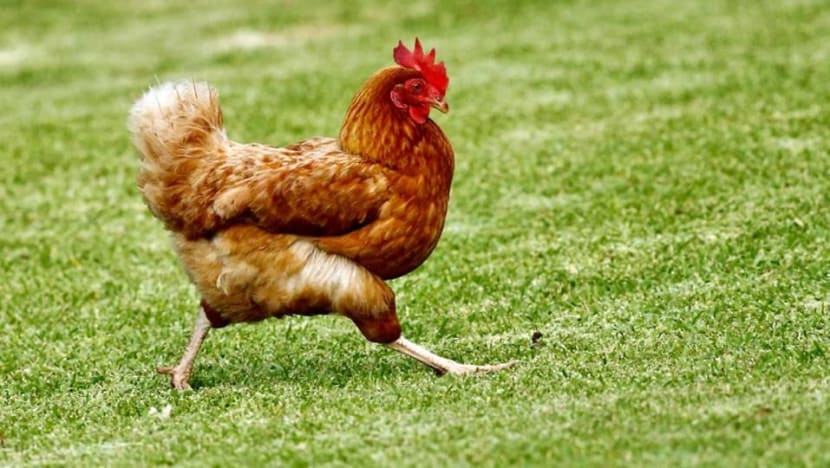 Man faces charges of keeping 25 chickens in his Pasir Ris flat, breeding them for sale Man faces charges of keeping 25 chickens in his Pasir Ris flat, breeding them for sale
